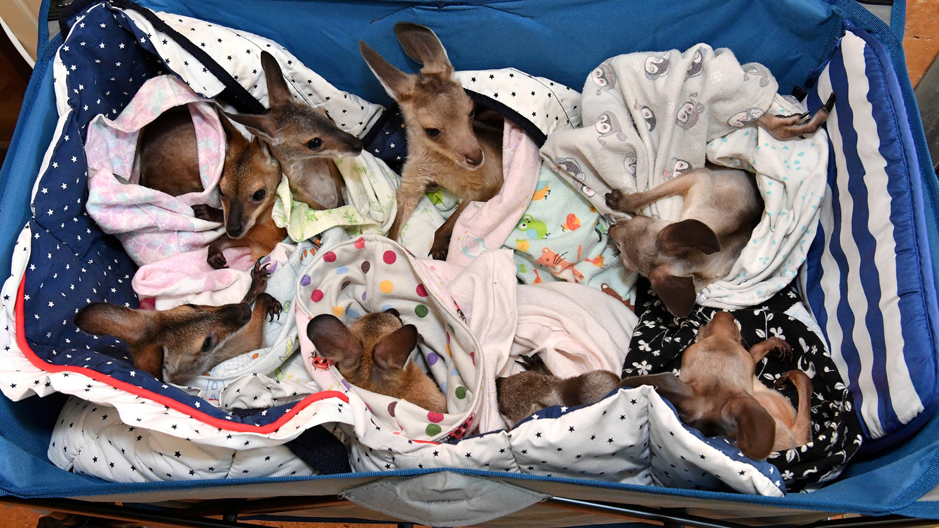 Kangaroo and wallaby joeys that have been orphaned due to a mixture of road accidents, dog attacks, bushfires, and drought conditions are seen in a cart as they are treated at Australia Zoo Wildlife Hospital in Beerwah, Australia, Jan. 15, 2020. 
