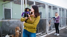 City pound 'close' to capacity, as New Yorkers return pandemic pets