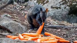 As Australia fires rage, crews airdrop vegetables to feed starving animals
