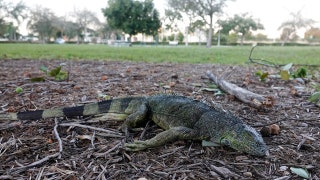 Florida iguanas likely to fall from trees as Arctic chill sweeps US Christmas weekend