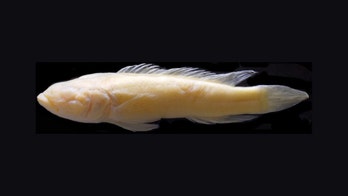 Dying fish revealed Congo is world's deepest river
