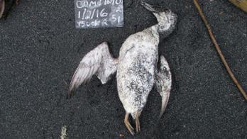 Giant 'hot blob' in Pacific Ocean caused 1 million seabirds to die