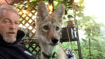 Man fighting to get his emotional support coyote back after it's taken by animal control