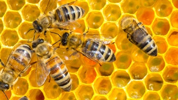 Nearly 100 beehives stolen from California orchard; beekeeper tells thief to buzz off