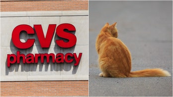 Philadelphia residents try to find home for 'CVS Cat' abandoned by owners