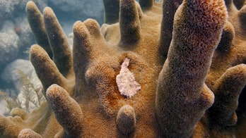 Scientists in Florida Keys spending $100 million to stop coral reef deaths