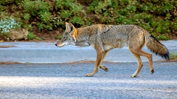 Coyote on Arizona airport's airfield forces flights to briefly circle runway