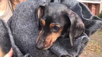 Firefighters save 'Beaker' the Dachshund from Louisiana house fire using K9 oxygen mask