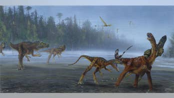 New species of meat-eating dinosaur discovered in Utah