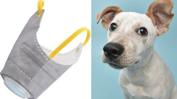 Chinese dog owners are buying coronavirus masks for their pooches