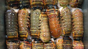 Florida fisherman gets jail time, lifetime ban from fishing after getting caught with undersized lobsters