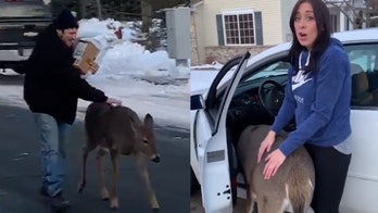 Deer walks Minnesota man home, demands to be petted in adorable viral video