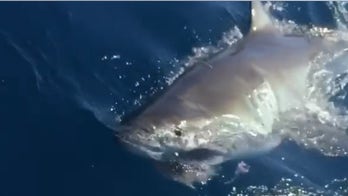 Fishermen hook 13-foot great white shark in Florida: 'Like seeing a unicorn'
