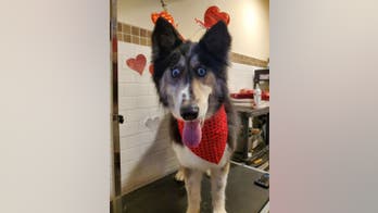 Jubilee, a shelter dog with 'weird' eyes, finds forever home after going viral on Facebook