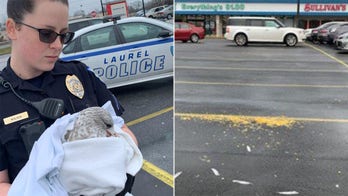Vehicle mows down seagulls lured to Maryland strip mall with popcorn
