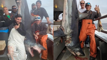 New Jersey fisherman catches 475-pound shark after 'real battle'