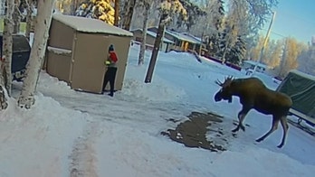 Moose traps Alaska man inside shed while he frantically calls wife, doorbell camera captures encounter