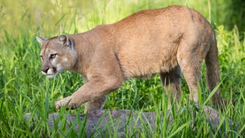 Hunter kills mountain lion after it 'partially consumed' pet dog