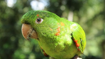 Florida cops investigate after neighbor mistakes parrot for woman screaming for help