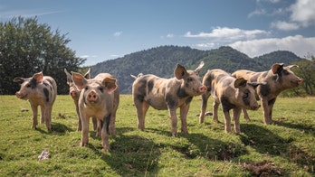Missing Polish farmer, feared dead, believed to have been eaten by pigs: reports