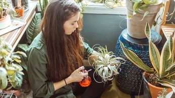 Most millennials are intimidated by plants, survey finds