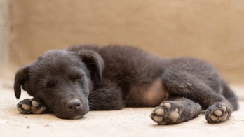 Puppy store investigated after 'concerning' video suggests puppies were drugged