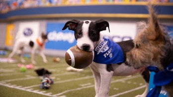 The Puppy Bowl: Longtime referee on all the 'ruffing' and 'invasive sniffing' you won't see at the Super Bowl
