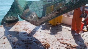 Florida fisherman who sawed nose off endangered fish is sentenced to fines, community service