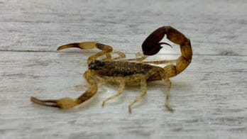 Venomous scorpion secretly lives with family for a week after stowing away in their luggage