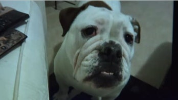 Woman claims dog was crushed to death during PetSmart grooming appointment: 'She wasn't just a pet'