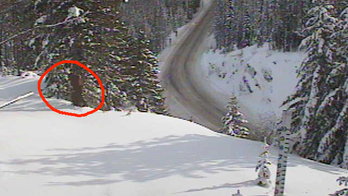 Sasquatch watch: Bigfoot 'sightings' over the years