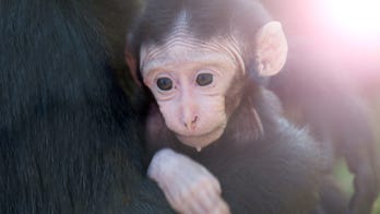 Woman tricks man who texted her into thinking he adopted a chimp: 'You have successfully adopted Bubbles'