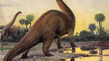 Giant 'thunder lizard' dinosaurs may have walked on their front feet only, findings reveal