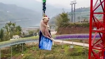 Chinese theme park sparks international backlash after forcing pig to bungee jump
