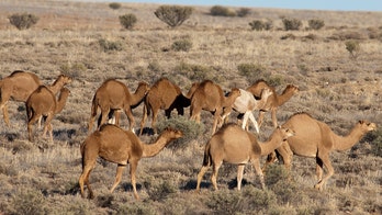 In Australia, more than 5,000 feral camels killed in mass cull