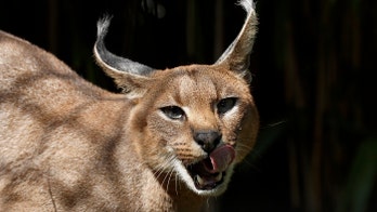 New York man charged with trafficking rare African cats