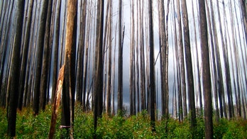 Fires set stage for irreversible forest losses in Australia