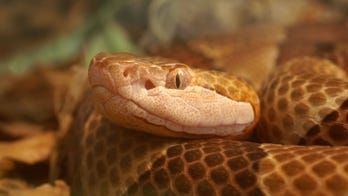 'Unluckiest' hunter in America jumps headfirst into tree-dwelling venomous snake