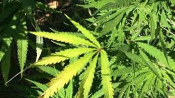 Night sky above Arizona town glowed purple due to nearby marijuana farm: report