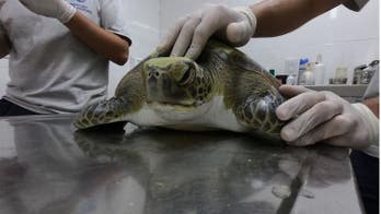 Rescued green turtle poops out wide range of human trash