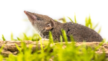 Rare shrew-spread virus linked to deaths of 8 German residents, study finds