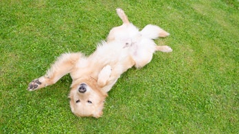 Dog joins workout group, delights Twitter: 'Where can I join?'