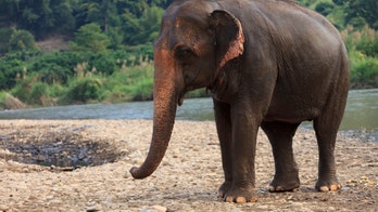 Elephant gently walking through Sri Lankan hotel goes viral, winning praise from Twitter