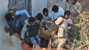 Leopard captured in India after running into house, triggering local frenzy