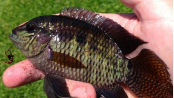 Invasive chanchita fish mistaken for black acara in Florida for two decades
