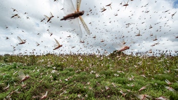 Coronavirus makes it harder to battle swarms of locusts ravaging Africa