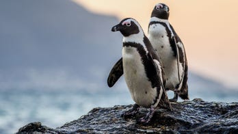 Influencer's selfie photo-bombed by penguins having sex