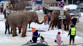 Elephants escape circus in Russia, go for a stroll through city's snowy streets