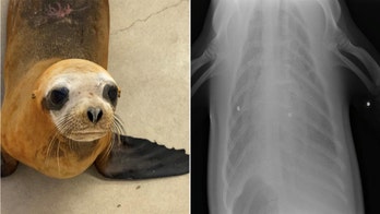 Rescued sea lion named Mandalorian euthanized after being shot with pellet gun