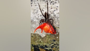 Giant spider hauls away man's pet goldfish for dinner